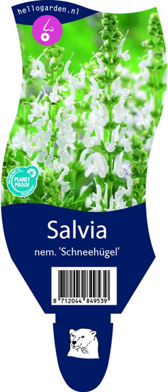 Salvia nem. 'Schneehügel' - P11